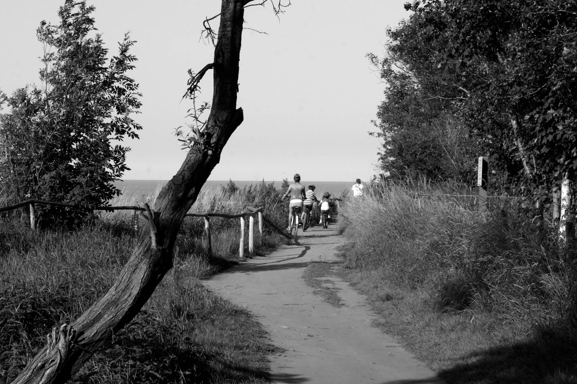 Rodzina jedzie na rowerach alejką drzew w pobliżu nadmorskiej plaży